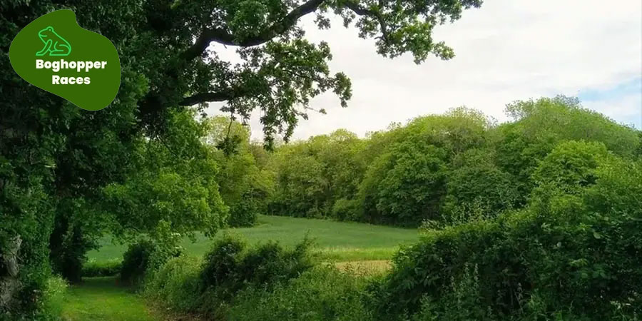 Boudicca Way 50K Summer Ultra